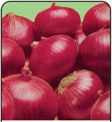 Qualtivate XXX-6A F1 Hybrid Onion Red Nashik Seed(500 per packet)