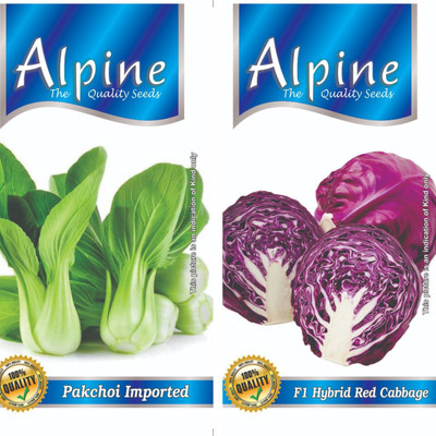 ALPINE HYBRID SEEDS IMPORTED PAKCHOI, HYBRID RED CABBAGE Seed(50 per packet)