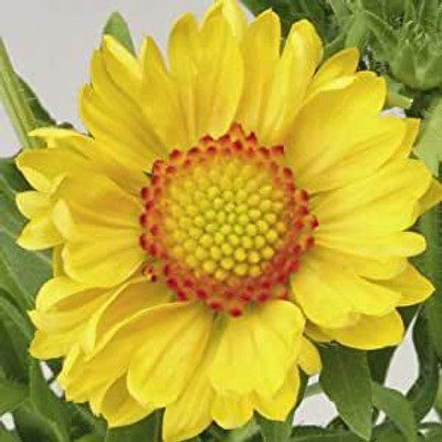 Mozette Exotic gallardia Seed(21 per packet)
