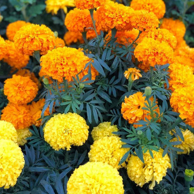 the green dotcom mix marigold flower seeds Seed(5 per packet)