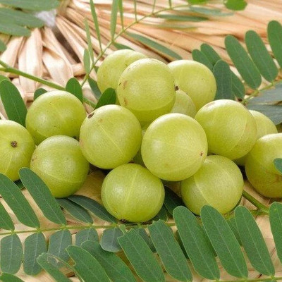 GREENSEA Amla, Gooseberry, Amloki Seed(30 per packet)