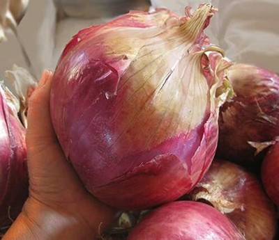 Qualtivate PUAS-9A Hybrid Giant Onion Seeds Seed(500 per packet)