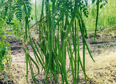 jui halder moringa seeds Seed(19 per packet)