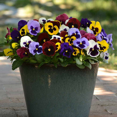 Lorvox Pansy Flower Seed(10 per packet)