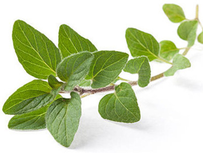 XOLDA Oregano Seed(46 per packet)