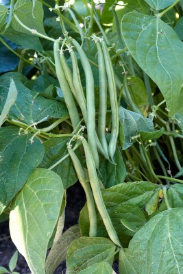 GREENSEA Yard Long Bean, Barbati, Long Bean Seed(111 per packet)