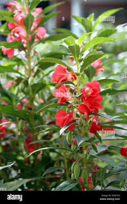 kranthi farms balsam Seed(30 per packet)