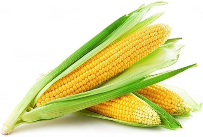 Pbevergreen corn seeds for farming/Corn seed 95 Seed(95 per packet)