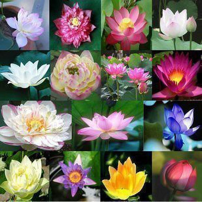 KANAYA Lotus Seed(39 per packet)