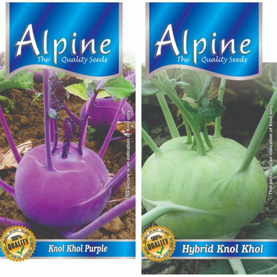 ALPINE HYBRID SEEDS KNOL KHOL PURPLE, HYBRID KNOL KHOL Seed(50 per packet)