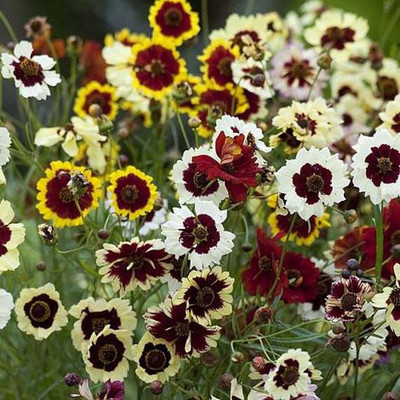 Mozette Coreopsis Seed(23 per packet)