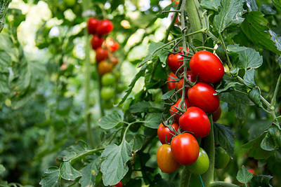 Kofy tomato Seed(70 per packet)