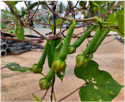 CRGO BEANS Seed(20 per packet)