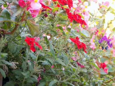 Oliver balsam flower seeds Seed(20 per packet)