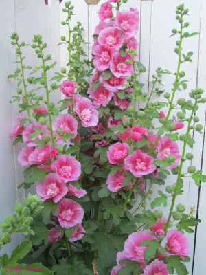 Lorvox Double hollyhock flower seeds all colour Seed(8 per packet)