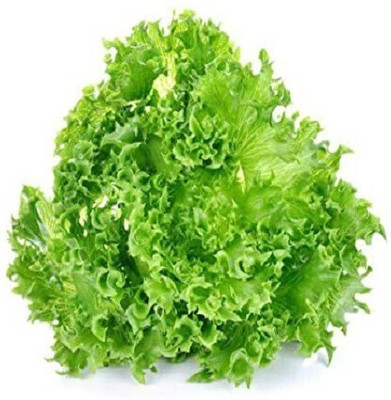 GARDENIFY INDIA Lettuce Seed(50 per packet)