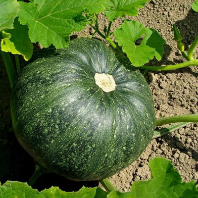 Cloud Farm american pumpkin seeds for farming/pumpkin seed 32 Seed(32 per packet)