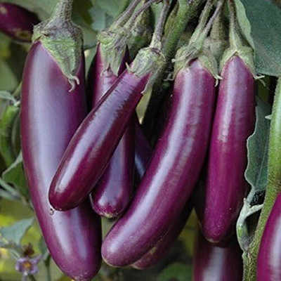 NurseryFriends BAGAN, BRINJAL Seed(40 per packet)