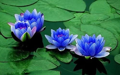 KNESSiN Lotus Aquatic Plants Water Lilly Nice Fragrance[50 Seeds] Seed(50 per packet)