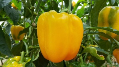 agri max gardens Capsicum Yellow Seed (30 per packet) Seed(30 per packet)