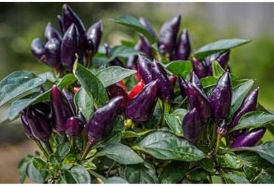 LIFELEX Hot and Spicy Red,Green Chili Pepper Seed(80 per packet)