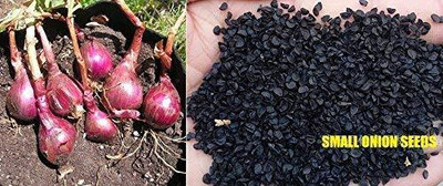 Qualtivate ICRA-9A Hybrid Small Onion High Yield Shallots Seed(500 per packet)
