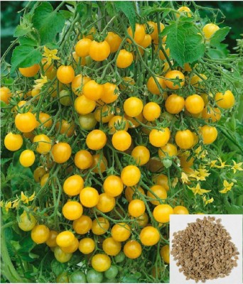 Mozette Hybrid Tomato Yellow Seed(65 per packet)