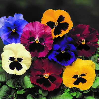Rani Galleria All Season Exotic Pansy Mix Flower Seed(40 per packet)