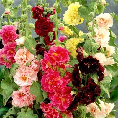 Poches Hollyhock (Malva, Rose Papale) Flower Seeds | High Germination Seeds | Seed(100 per packet)