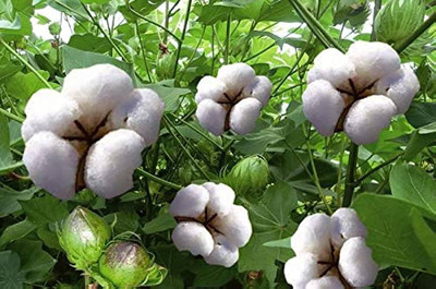 BHUSAN Gossypium seeds/Cotton seed 7 Seed(7 per packet)