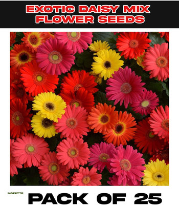 XOLDA Exotic Daisy Mix Flower Seed Seed(25 per packet)