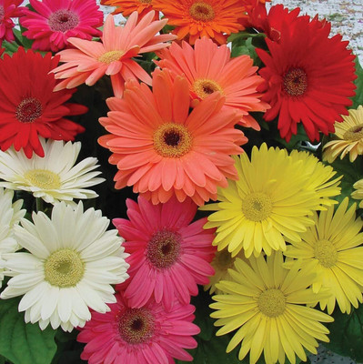 Epazo Daisy Seed(34 per packet)