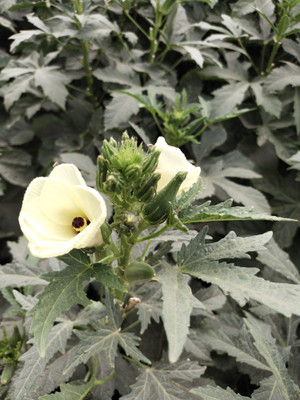 MAMONI TRADERS 250g radhika okra seeds highest yield variety early fruiting Seed(50 per packet)