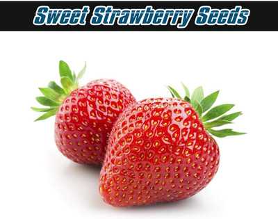 XOLDA Strawberry Seed Seed(25 per packet)