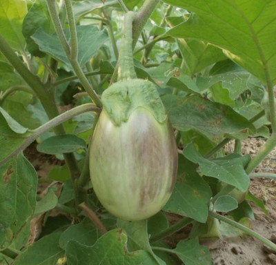 KrishnaNursery Brinjal Seed(200 per packet)