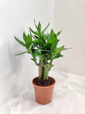 GREENSEA Lucky Bamboo Seed(75 per packet)