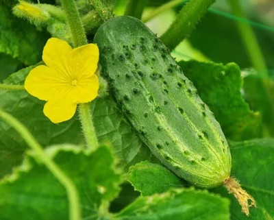 GREENSEA Cucumber Seeds for Home Garden | High Yield | Organic Vegetable Seed(102 per packet)