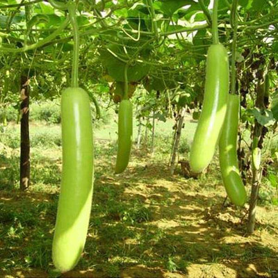 KNESSiN Bottle Gourd Pusa Komal - Desi Vegetable Seeds (20 Seeds) Seed(20 per packet)