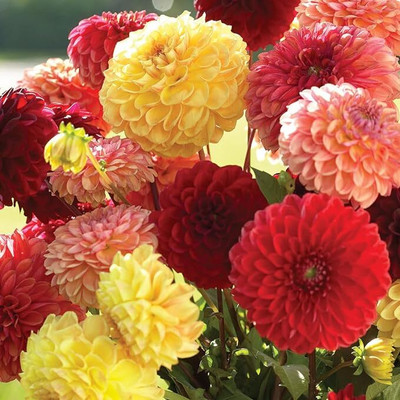 GREENSEA Dahlia mixed flower Seed(57 per packet)