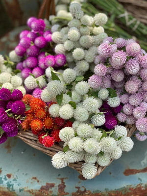 Lorvox Gomphrena Flower Seed(60 per packet)