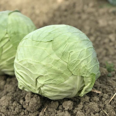 the green dotcom New cabbage seeds Pack of 12 Seed(12 per packet)