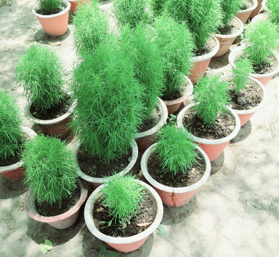 the green dotcom outdoor Kochia seeds/Kochia seeds 72 Seed(72 per packet)
