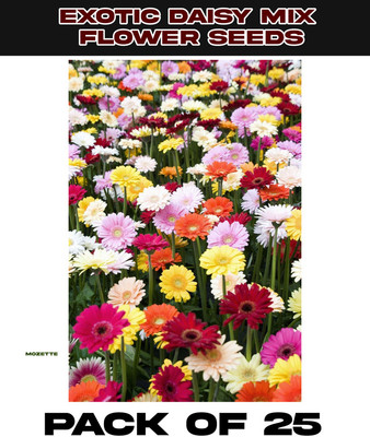 XOLDA Exotic Daisy Mix Flower Seed Seed(25 per packet)