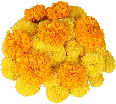 Pbevergreen planting marigold seeds/Marigold seeds 84 Seed(84 per packet)