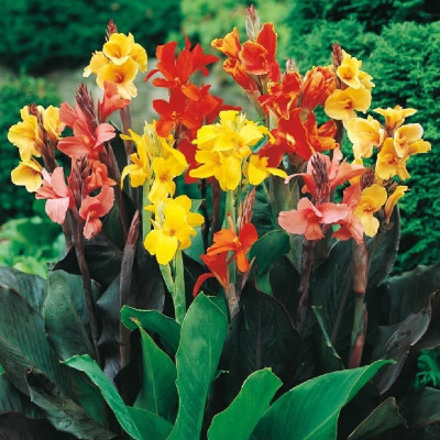 Hybrid Galaxy canna beautiful flower hybrid seeds 1-packet Seed(10 per packet)