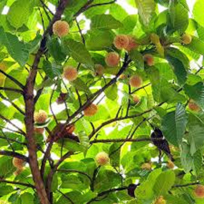 V Seed kadamb tree seed, krishna tree seed Seed(75 per packet)