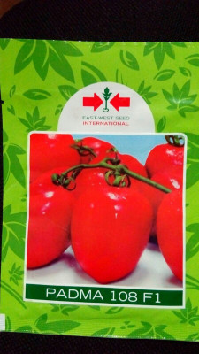 the green dotcom east west international hybrid vegetable padma tomato 10 seeds Seed(10 per packet)