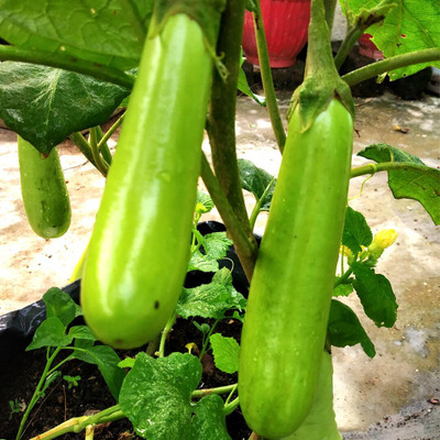Flipkart SmartBuy Brinjal Green Long Seed(40 per packet)