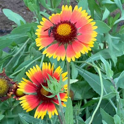 the green dotcom gaillardia flower seeds Seed(25 per packet)