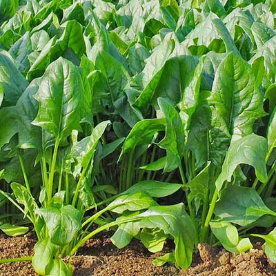 Cloud Farm Spinach Seed(170 per packet)